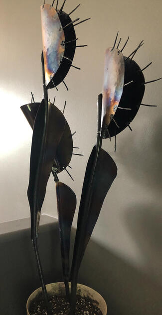 Venus Flytrap Weld - 2023